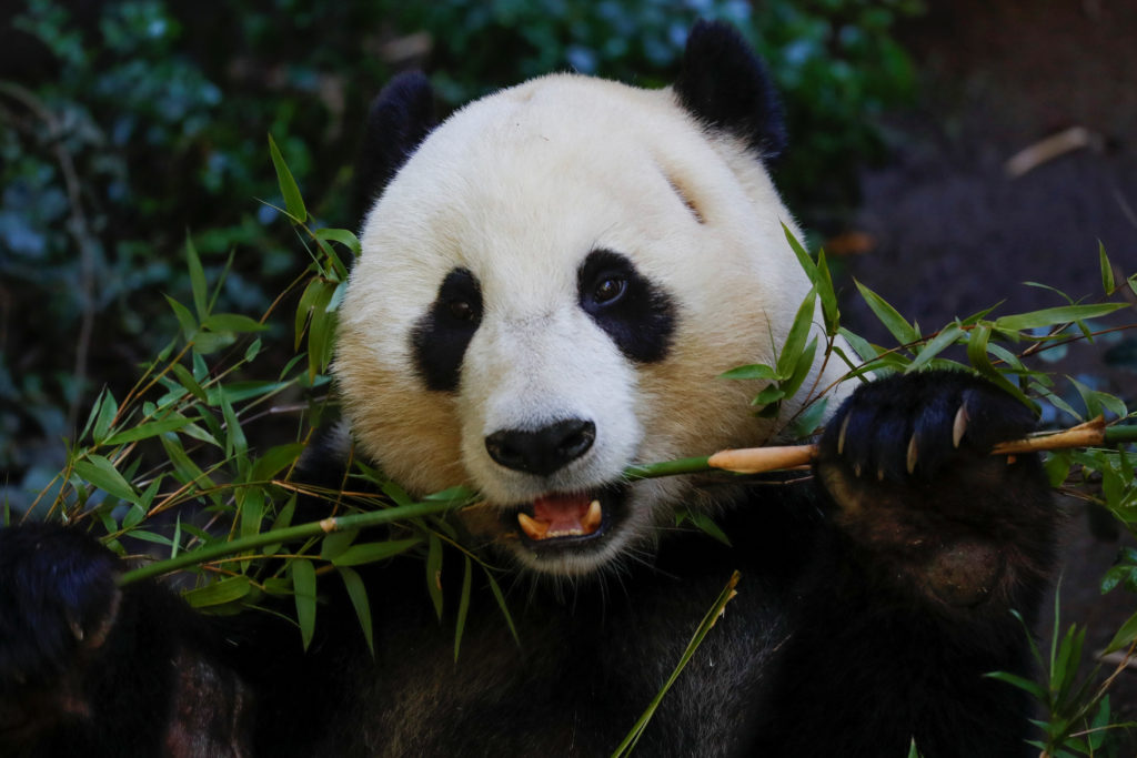 Los dos últimos osos panda gigantes irán a China