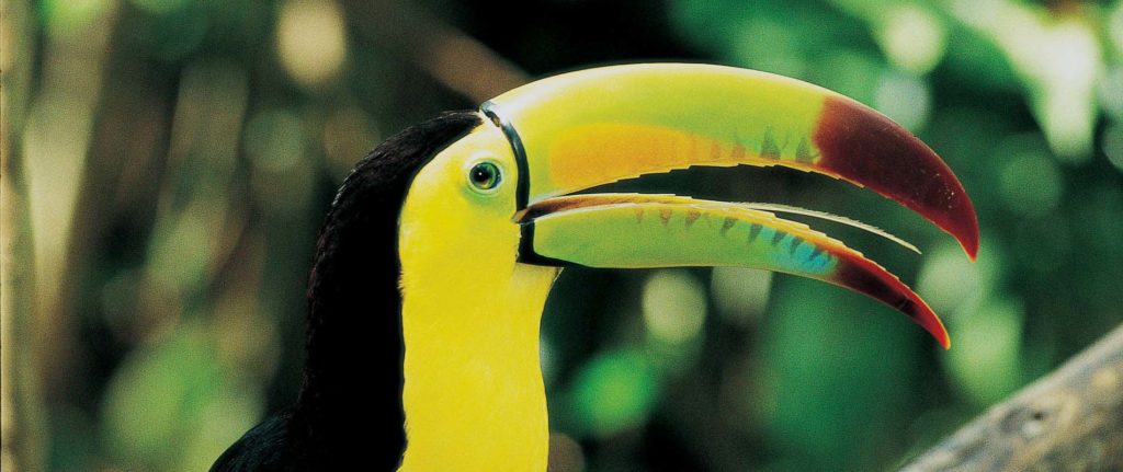 El cambio que reverdece a Guatemala