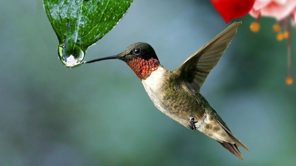 Jardines urbanos ayudan al ave más pequeña del mundo