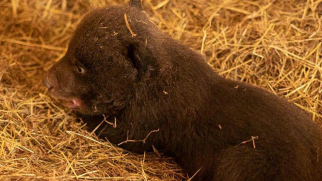 Zoológico da la bienvenida a su nuevo bebé