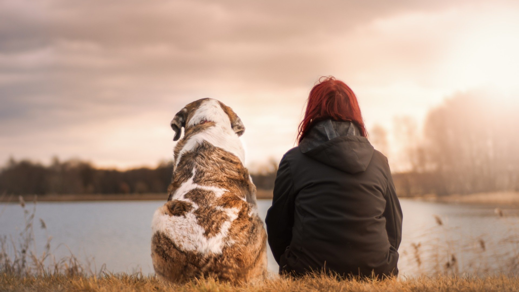 Adopta a una mascota y gana a un amigo fiel