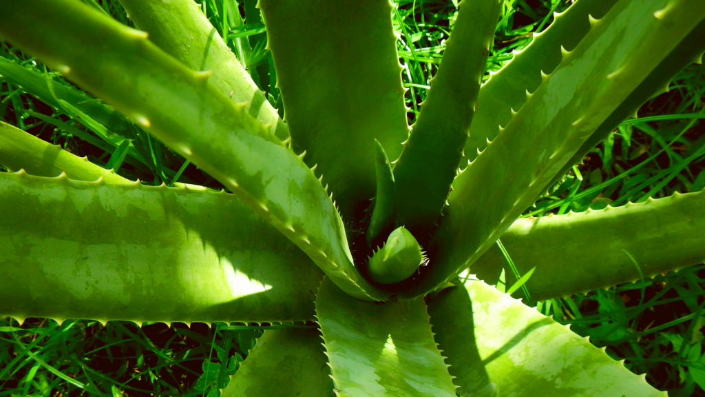 Beneficios de las plantas para nuestra salud