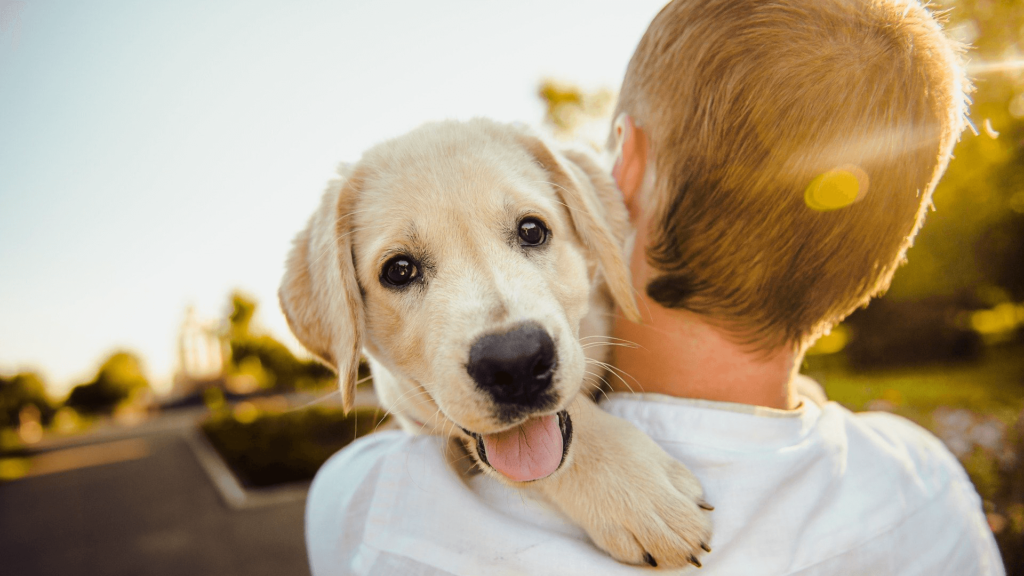 Cuidados básicos para tus mascotas