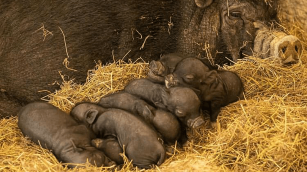 Zoológico la Aurora da la bienvenida a seis bebés