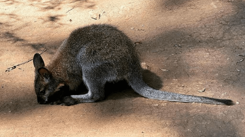 Wallabies bebés en el Zoológico la Aurora