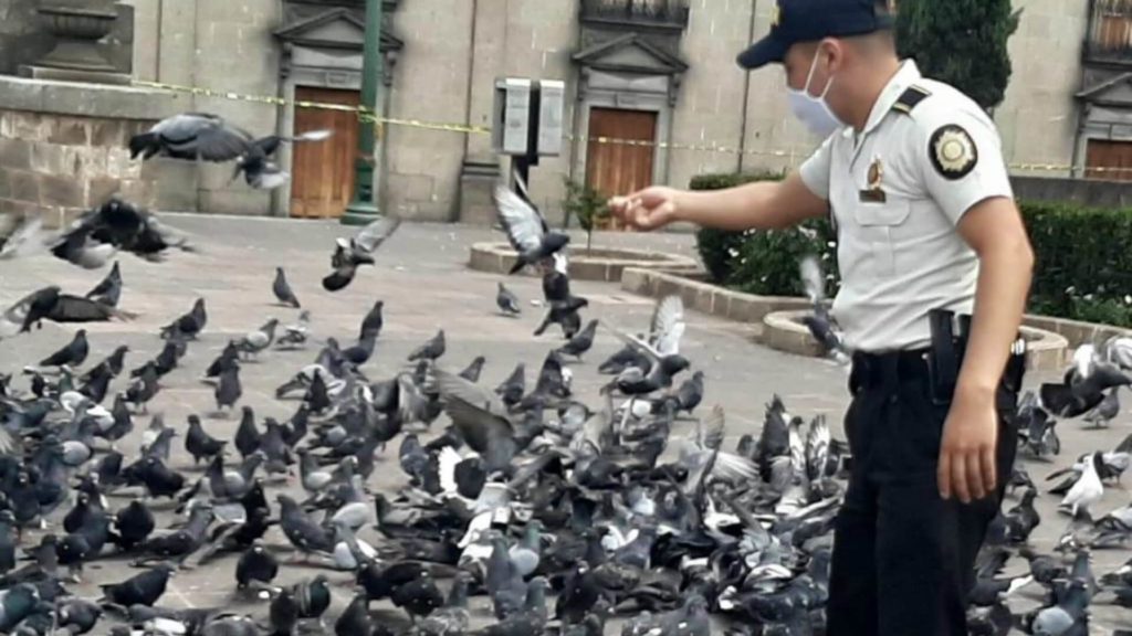 PNC lleva alimento a perros y palomas de Xela