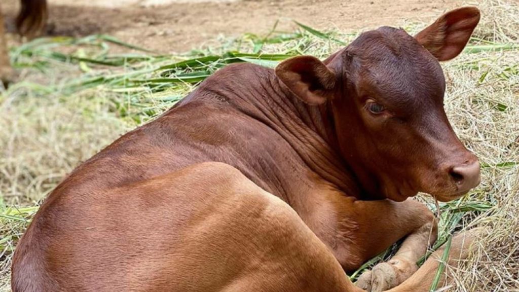 La familia del zoo continua creciendo