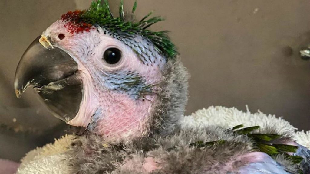 Zoológico celebra el nacimiento de su nuevo bebé