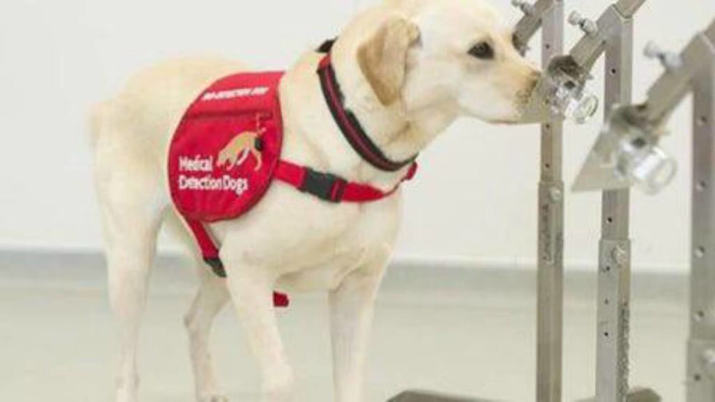 Perros se unen para ayudar a detectar el covid-19