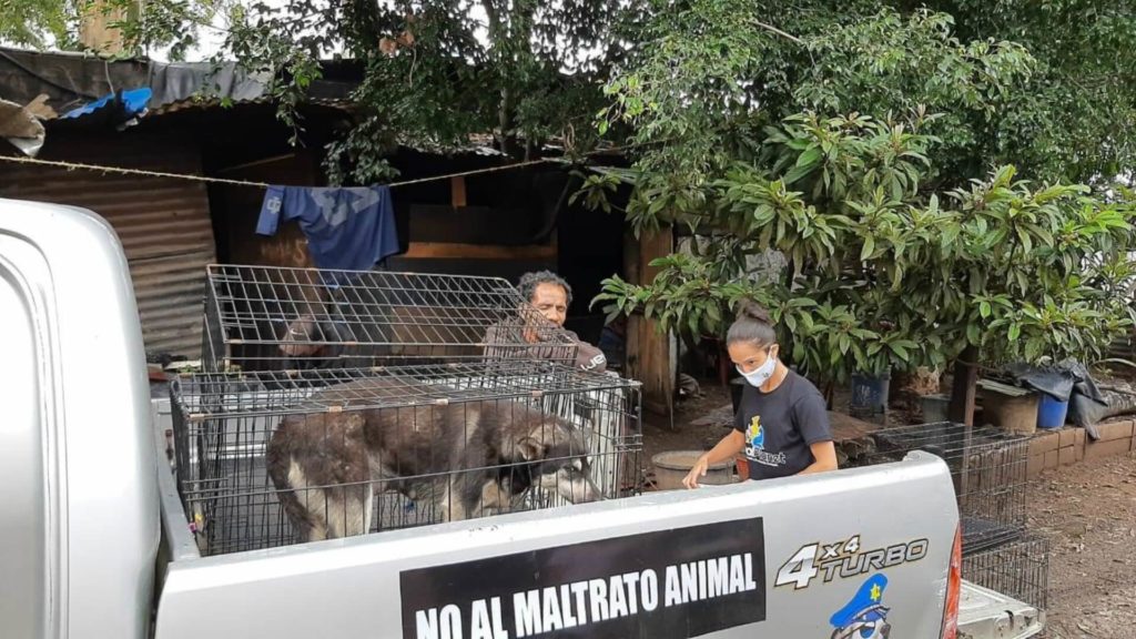 Fundación Fichulais inicia programa de esterilización