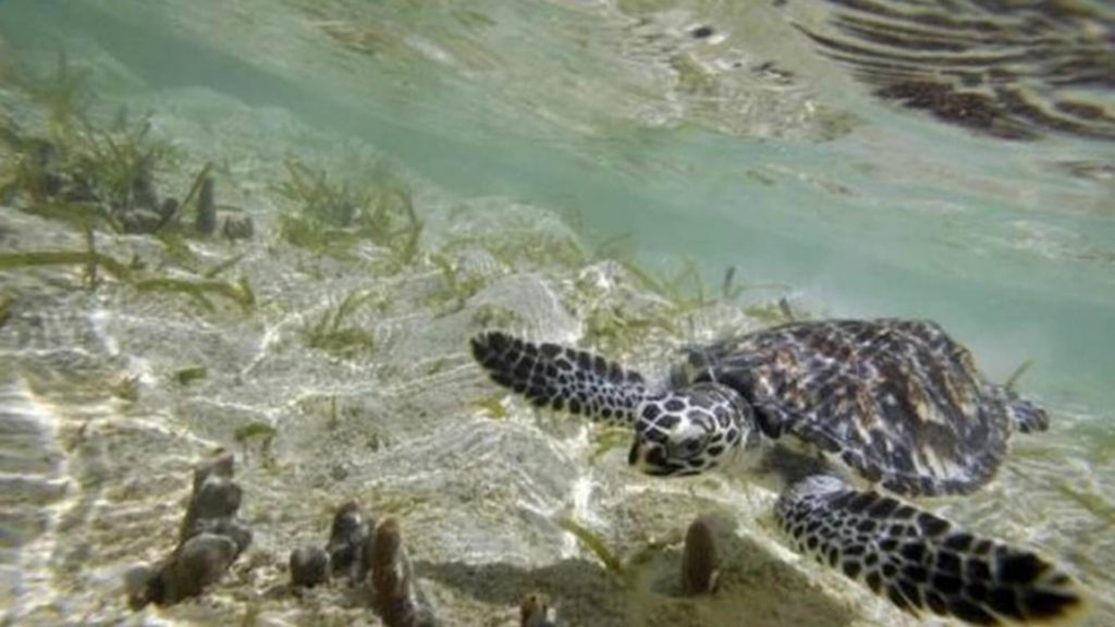 Tortuga carey pone huevos en una playa tailandesa
