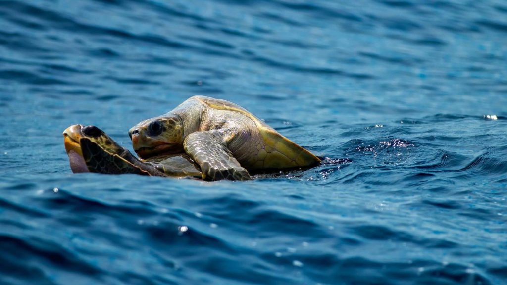 Colonia de tortugas verdes es casi el doble de grande