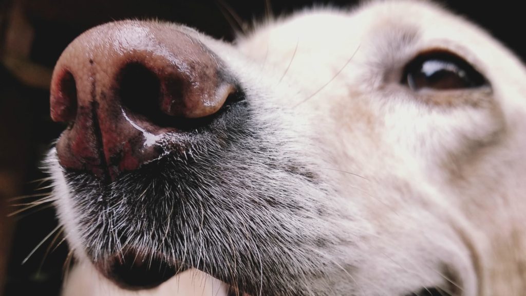 Celebremos el día mundial del Perro