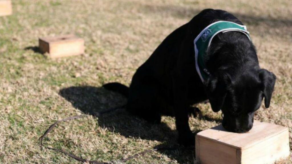 Perros entrenados para detectar enfermedades