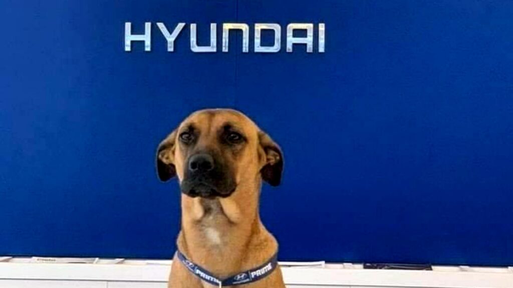 Perrito es contratado para ser miembro de Hyundai