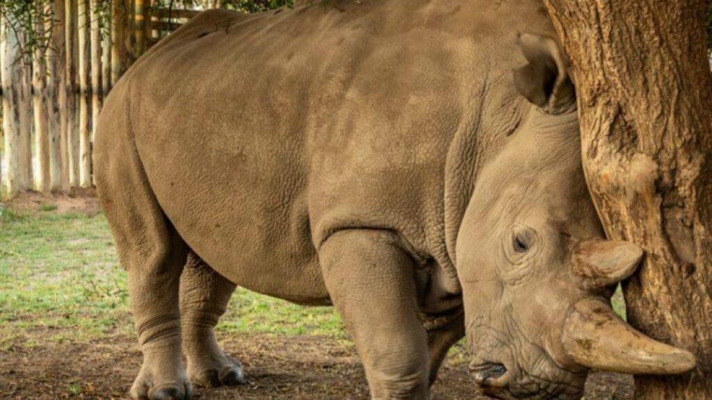 Científicos recolectan más óvulos de rinoceronte blanco