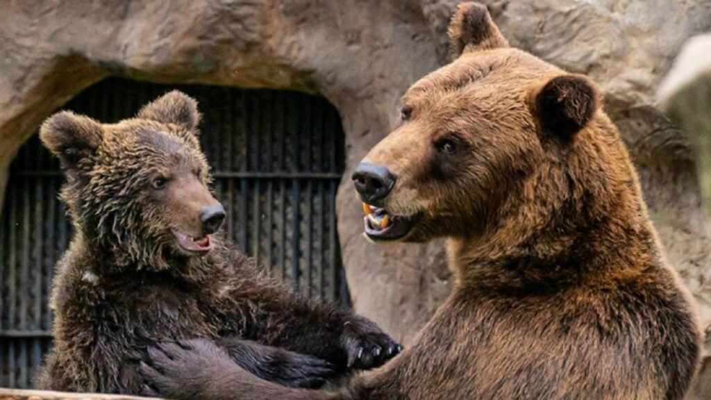 Ven junto a tu familia y disfruta nuevas aventuras en el Zoo