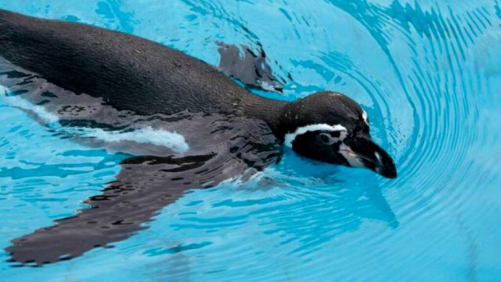 Zoológico de Perú celebra primavera con nuevos miembros