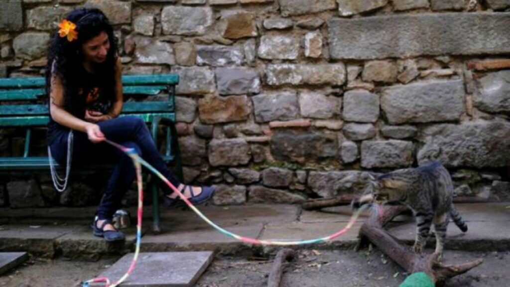 Refugio recibe felinos huérfanos en tiempos de covid-19