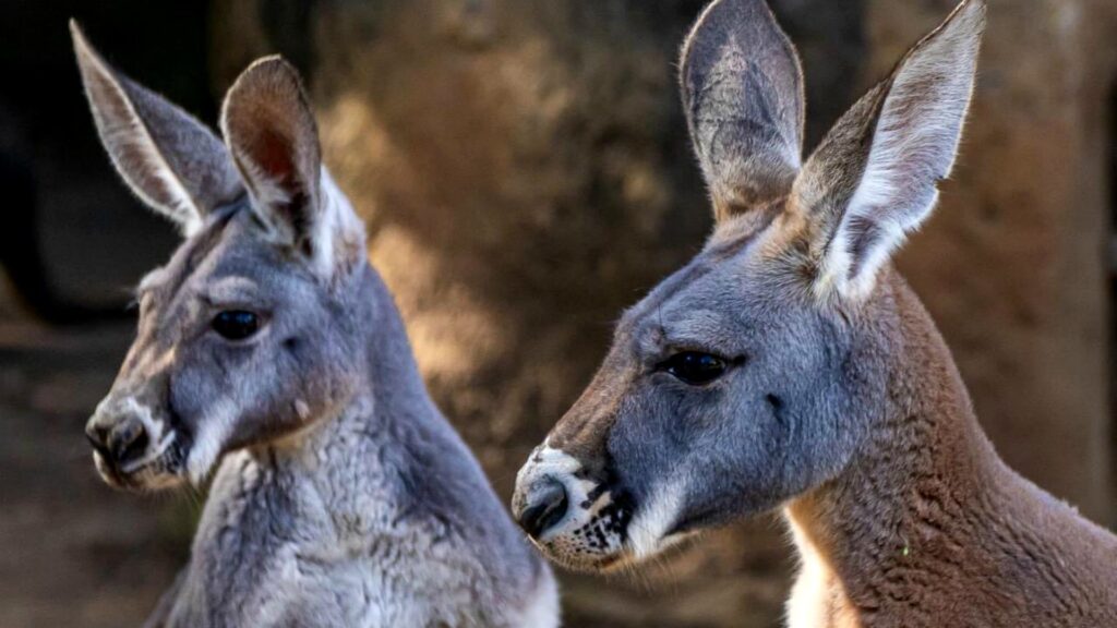 Canguros rojos llegan al Zoológico la Aurora