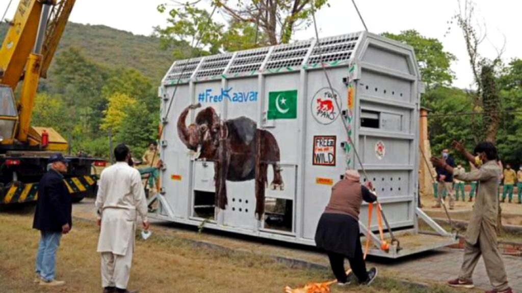 El elefante Pakistán se prepara para viajar a Camboya