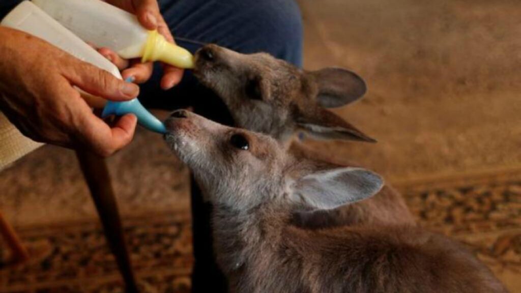 Hospital móvil para animales recorre calles de Australia