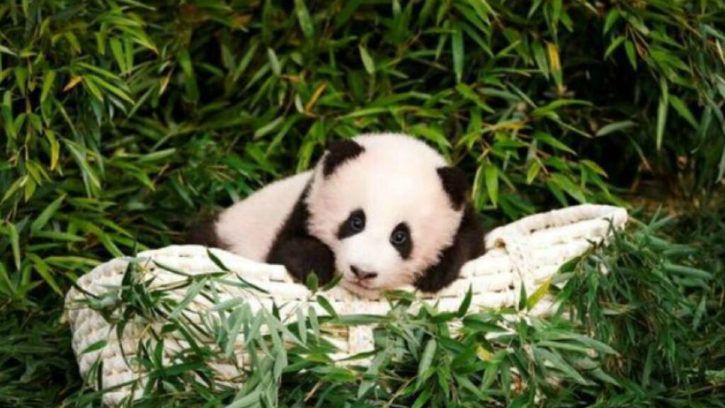 Niños saludan a Fu Bao, el primer panda de Corea del Sur