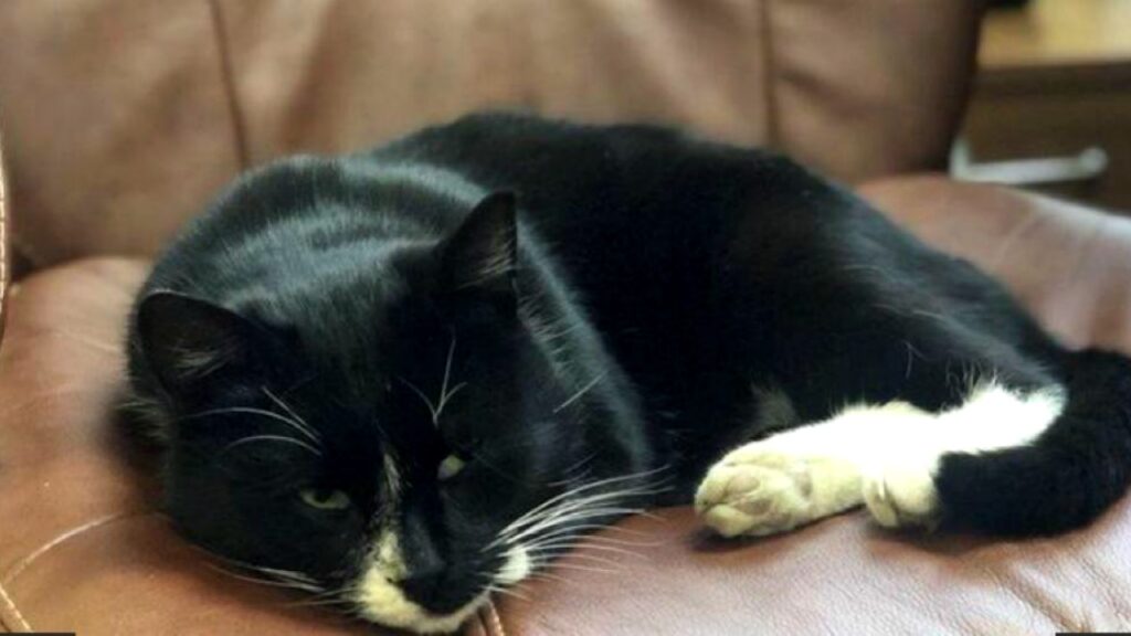 Gato ruso cae de pie en silla ministerial