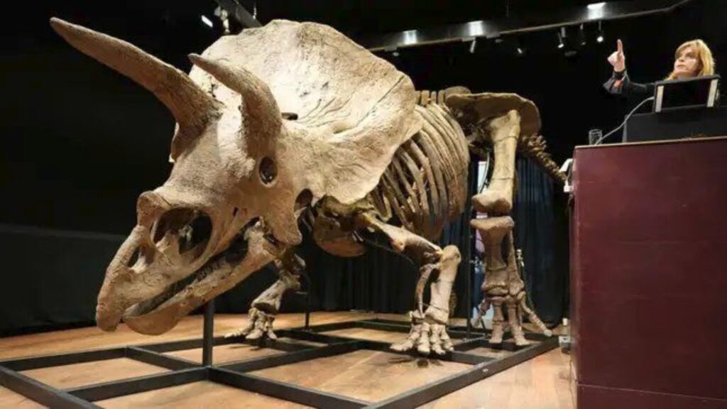 El mayor esqueleto de triceratops es subastado por una cifra récord