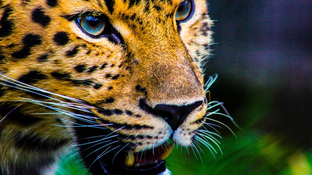 Conoce más sobre el día Internacional del Jaguar