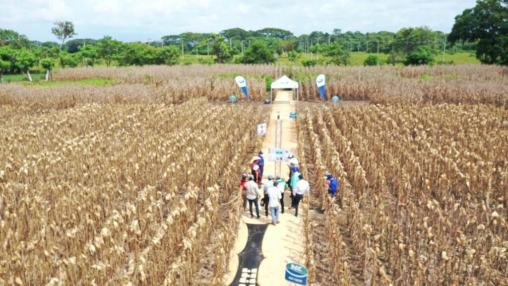 Syngenta lanza NK Semillas en Guatemala, El Salvador y Honduras