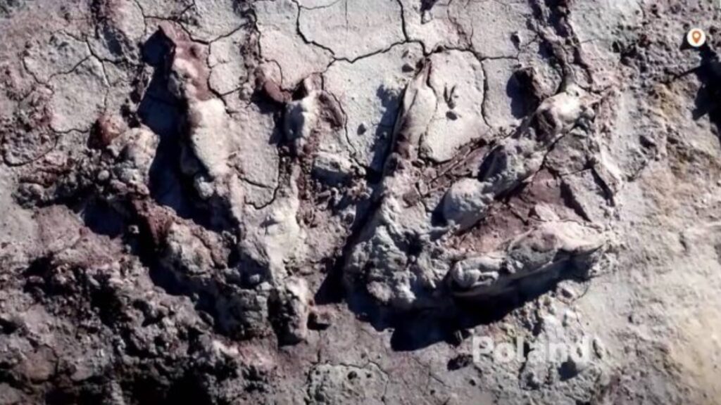 Geólogos descubren huellas de dinosaurios en Polonia