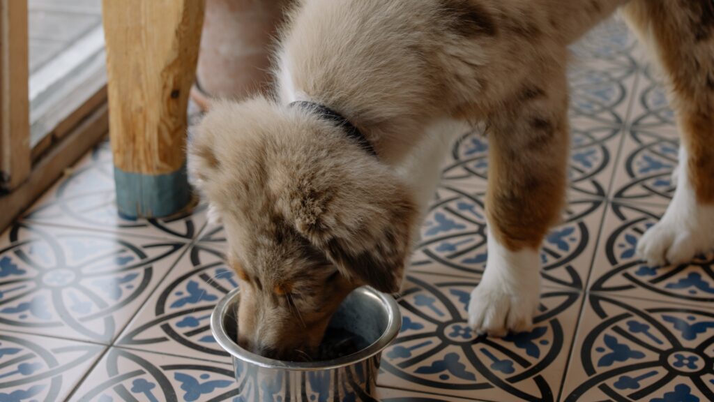 Nutrición de acuerdo al ciclo de vida de un perro