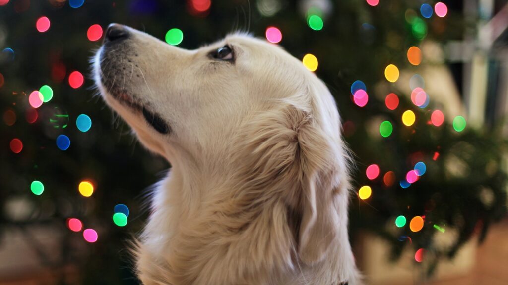 Descubre cómo calmar a tu mascota del ruido de los fuegos artificiales