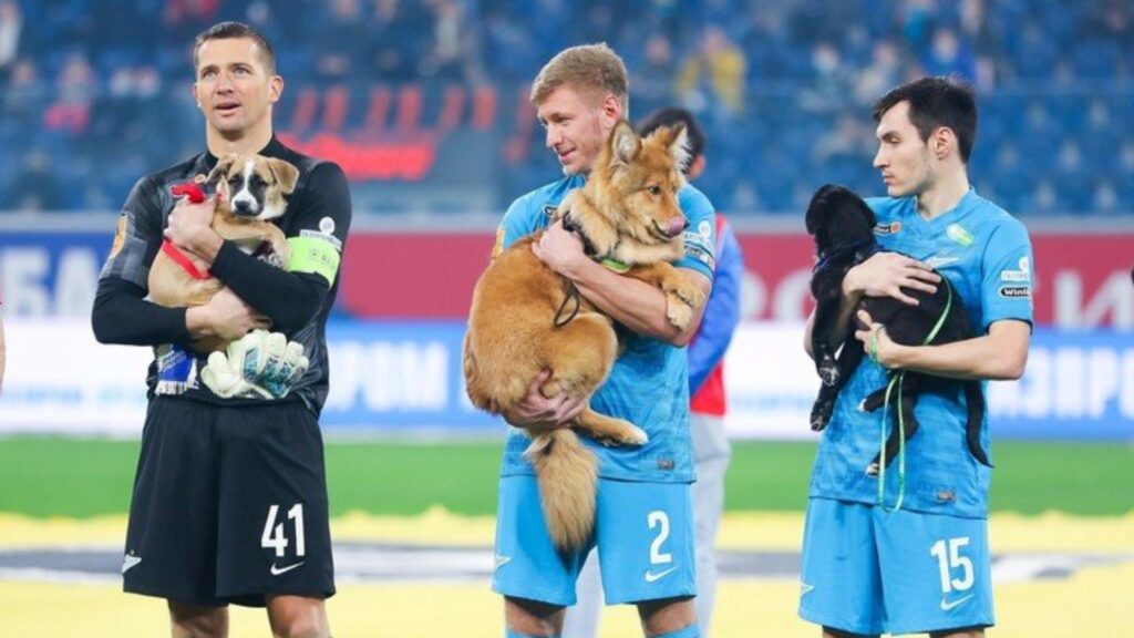 jugadores del Zenit saltan al campo con perros para fomentar la adopción