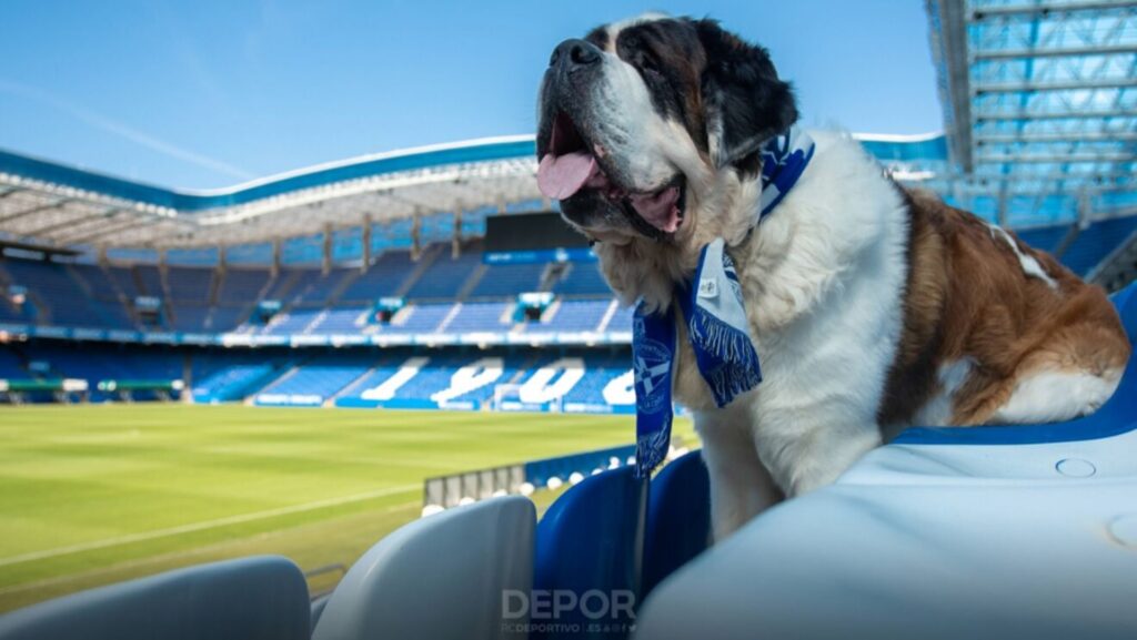 Mascotas podrán acompañar a sus dueños para apoyar al Deportivo