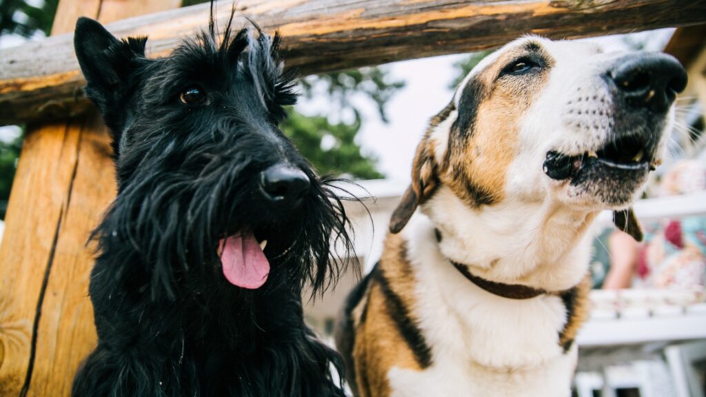 Las mascotas son desde hoy miembros de la familia por ley en España