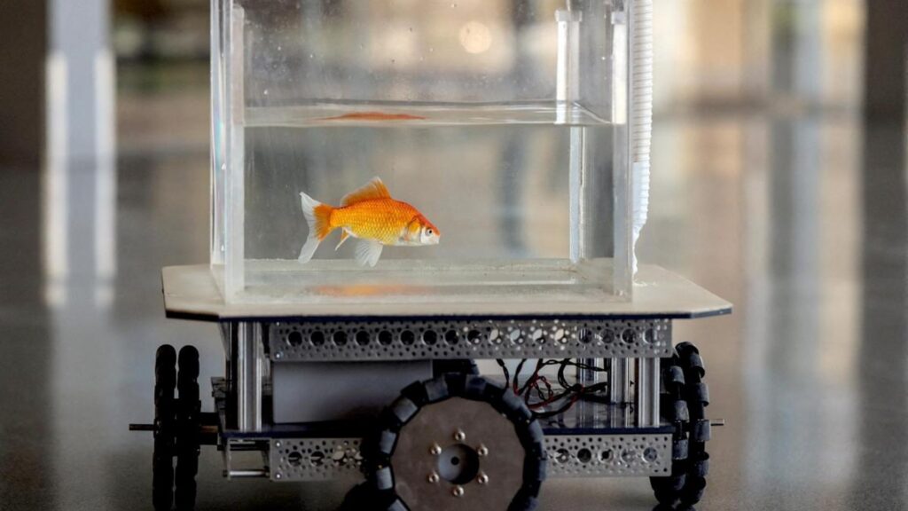 Pez aprende a conducir un automóvil en Israel