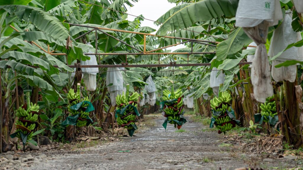Prevención del Fusarium en el cultivo de banano en Guatemala