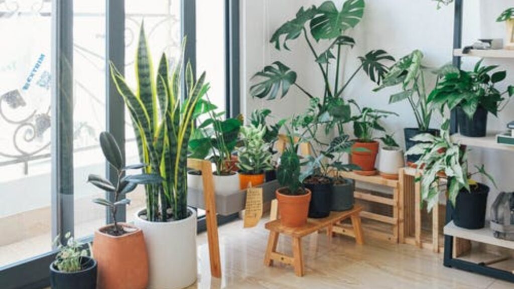 Decora tu casa con las mejores plantas de interior