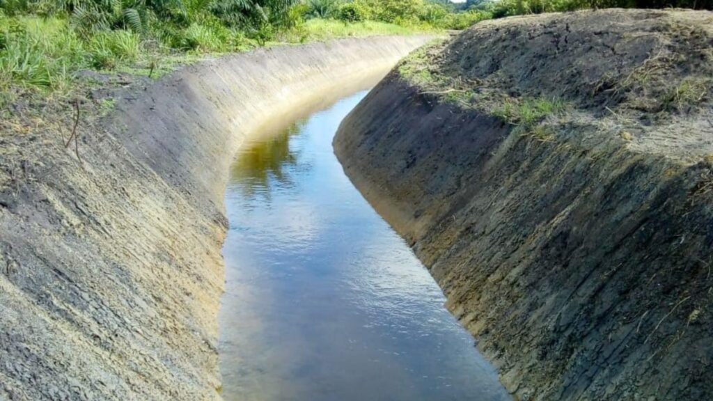 Conoce la importancia de los drenajes agrícolas en el cultivo de palma de aceite
