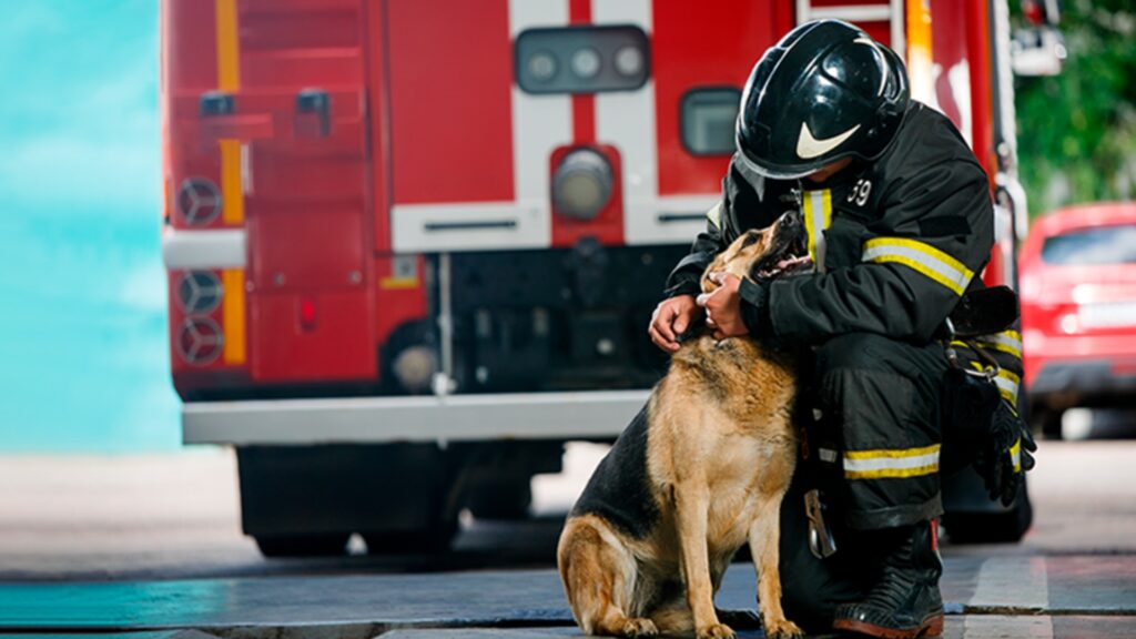 Cuida a tu mascota en contingencia y desastres naturales