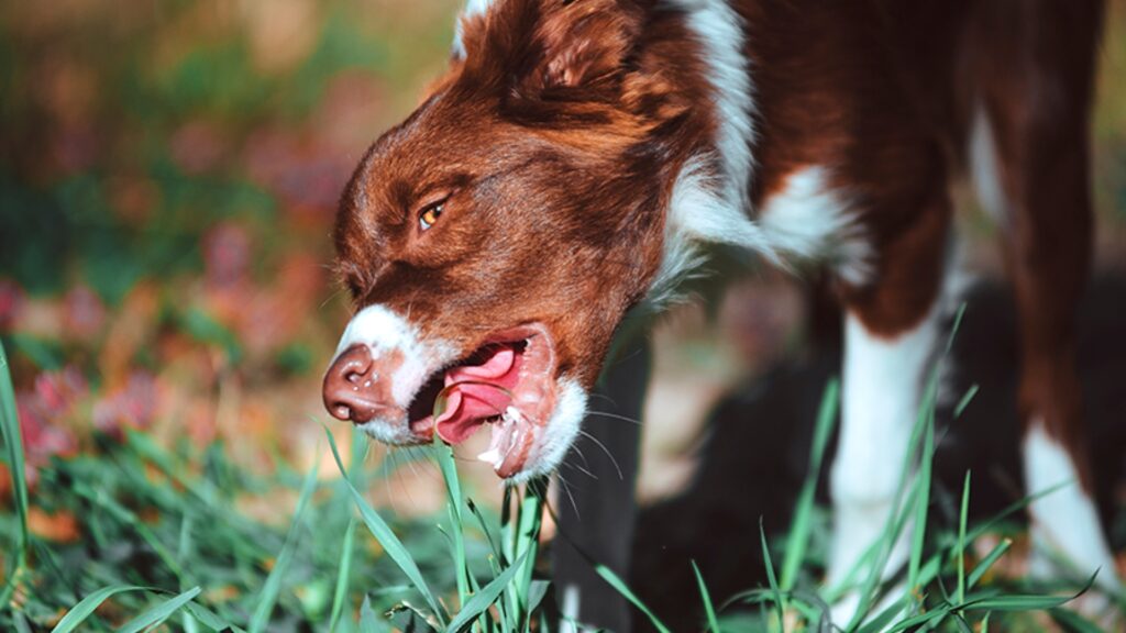 ¿Por qué los perros comen pasto?