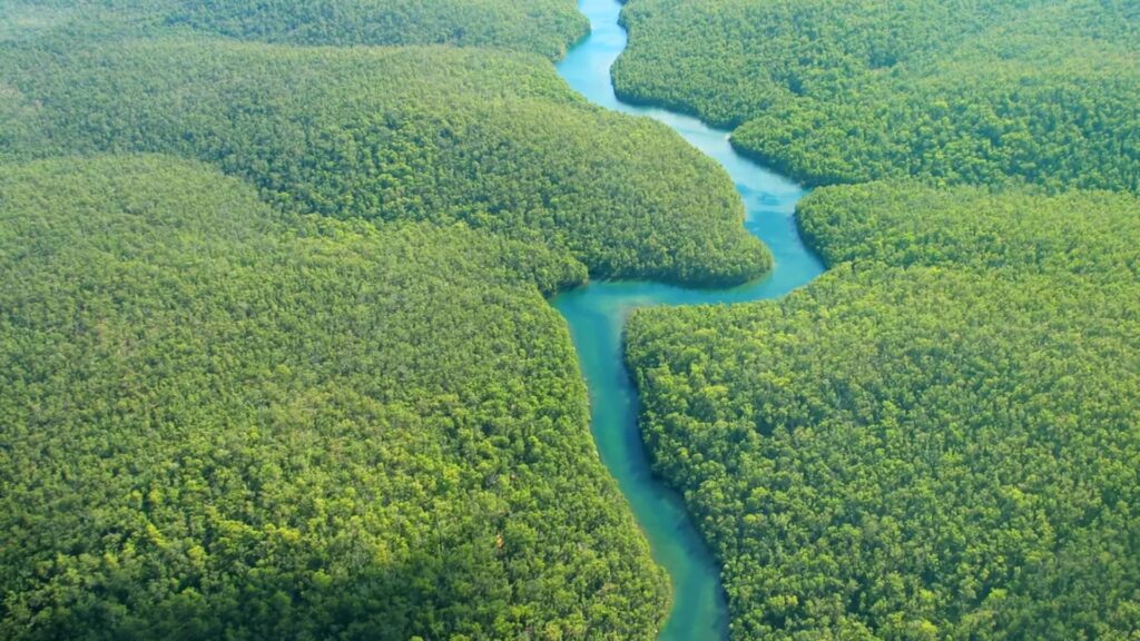 Empresa brasileña vende NFT para salvar la Amazonía
