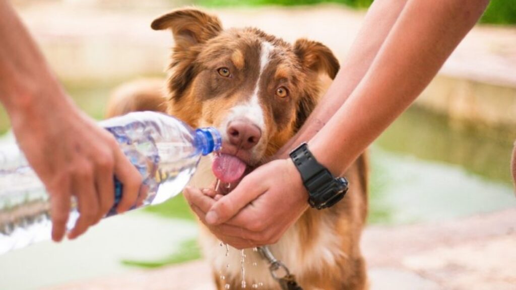 La importancia de mantener hidratado a tu perro en verano