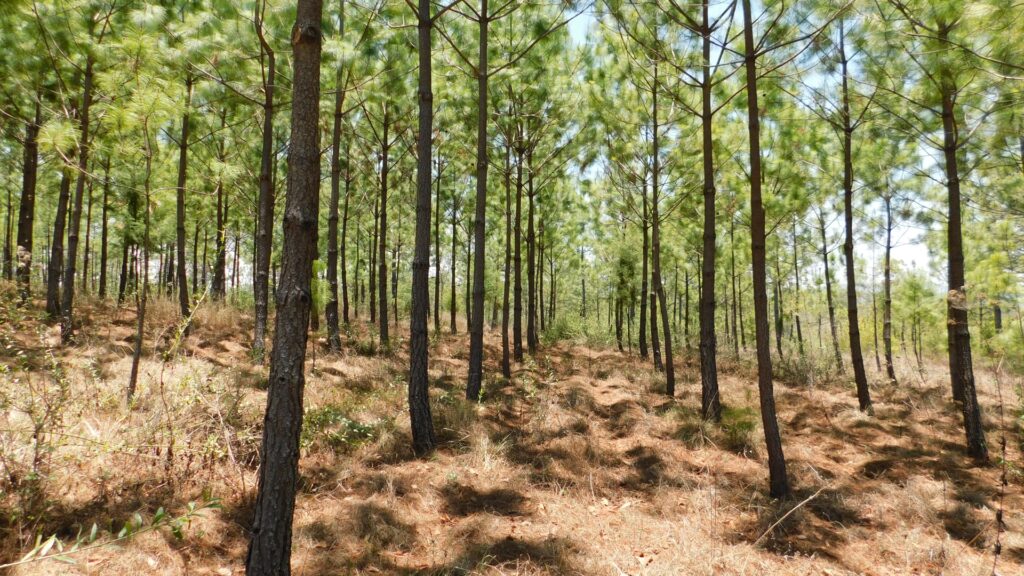 Familias son beneficiadas con pago 2022 de incentivos forestales de INAB