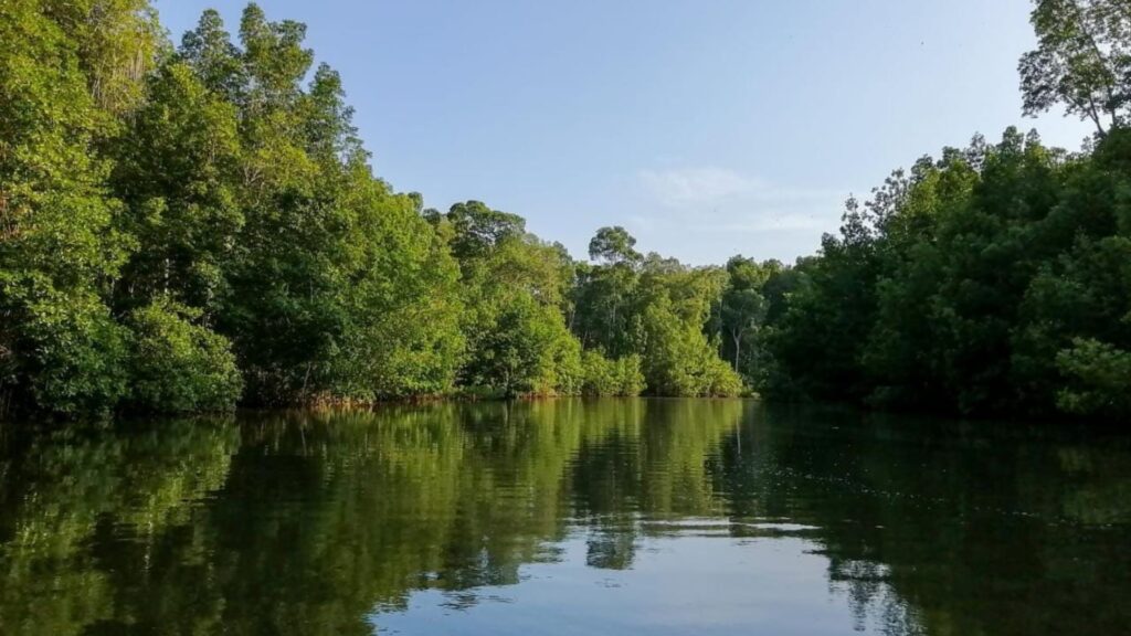 INAB genera más de 12 mil empleos a través de los incentivos forestales