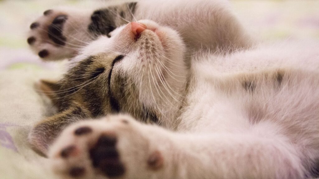 Asear a tu gatito es una buena forma de mantenerlo sano.