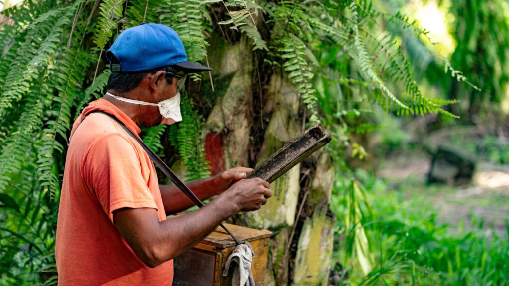 Polinización en el cultivo de la palma de aceite