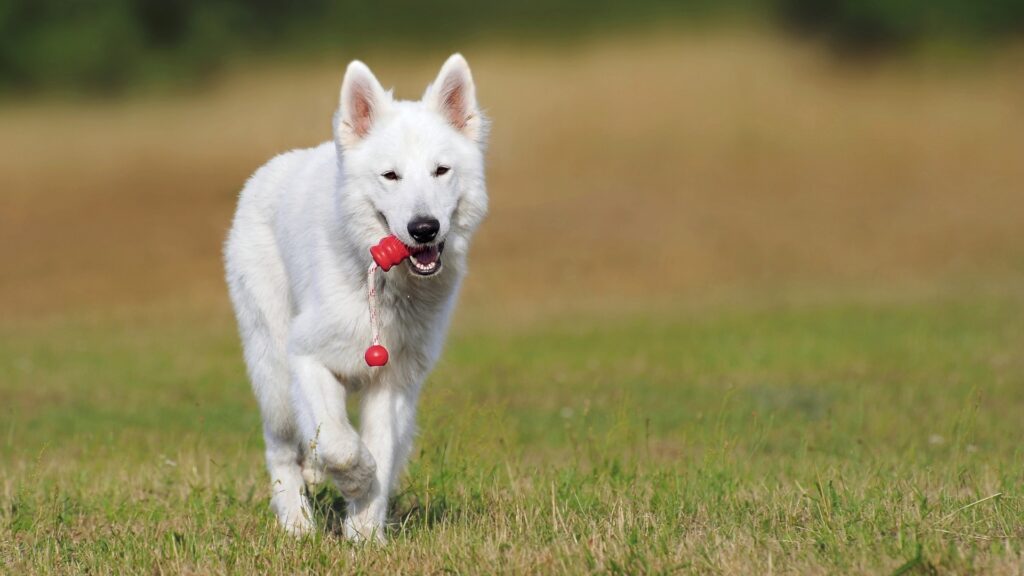 Juegos para entretener a tu perro en casa